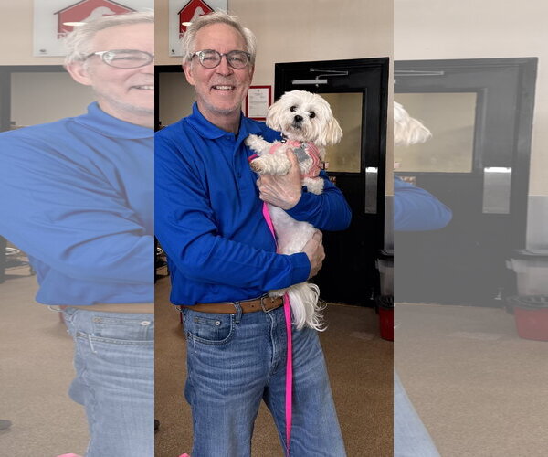 Medium Photo #1 Maltese-Unknown Mix Puppy For Sale in Sanford, FL, USA