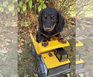 Dachshund Puppy for sale in MIDDLEBURY, IN, USA