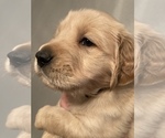 Small Photo #56 Golden Retriever Puppy For Sale in RICHMOND, TX, USA
