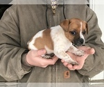 Puppy 5 Jack Russell Terrier