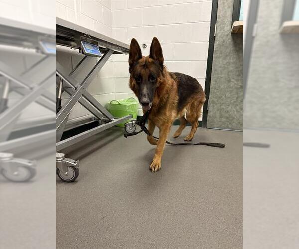 Medium Photo #1 German Shepherd Dog Puppy For Sale in Corpus Christi, TX, USA