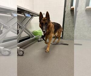 German Shepherd Dog Dogs for adoption in Corpus Christi, TX, USA