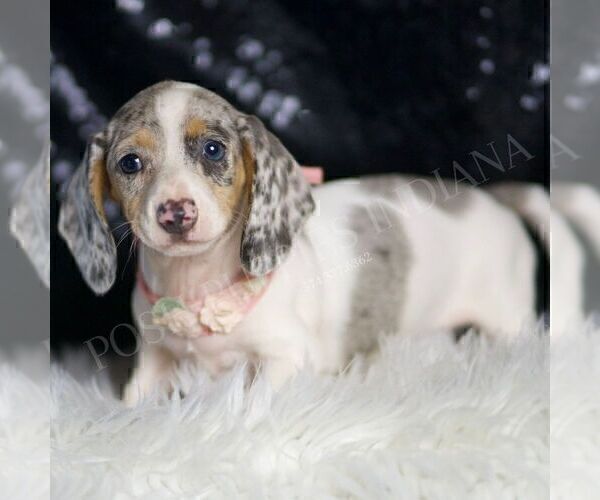 Medium Photo #17 Dachshund Puppy For Sale in WARSAW, IN, USA
