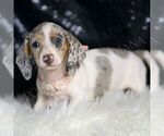Small #4 Dachshund