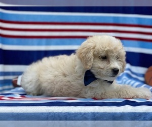 Pookimo Puppy for sale in LANCASTER, PA, USA
