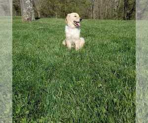 Golden Retriever Puppy for sale in NORWOOD, MO, USA