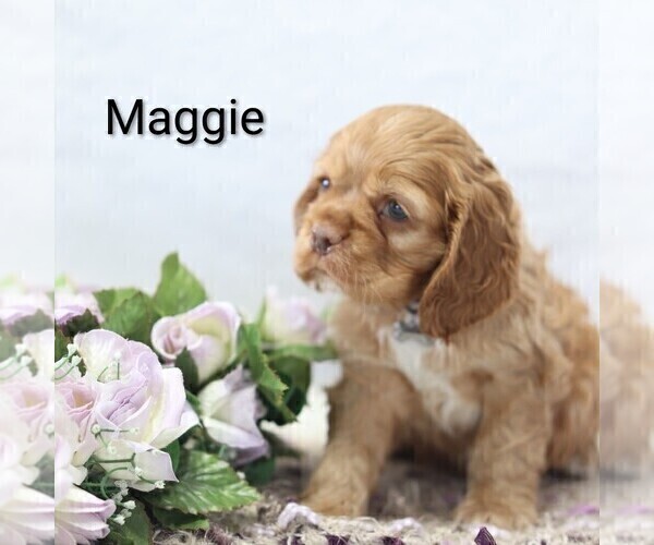 Medium Photo #24 Cocker Spaniel Puppy For Sale in LOYAL, WI, USA