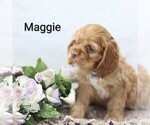 Small Photo #24 Cocker Spaniel Puppy For Sale in LOYAL, WI, USA