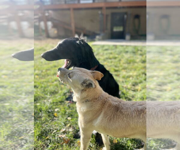 Medium Photo #15 Collie-Unknown Mix Puppy For Sale in Sandy, UT, USA