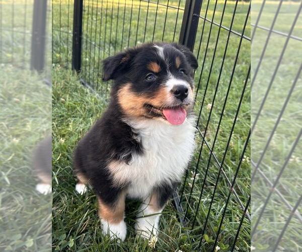 Medium Photo #1 Australian Shepherd Puppy For Sale in JEROMESVILLE, OH, USA