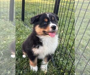Australian Shepherd Puppy for sale in JEROMESVILLE, OH, USA