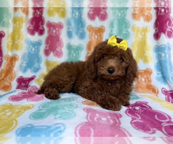 Medium Photo #8 YorkiePoo Puppy For Sale in LAKELAND, FL, USA
