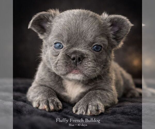 Medium Photo #1 French Bulldog Puppy For Sale in PHOENIX, AZ, USA