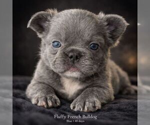 Medium French Bulldog