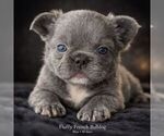 Puppy PETIT French Bulldog