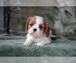 Puppy Natalie Cavalier King Charles Spaniel