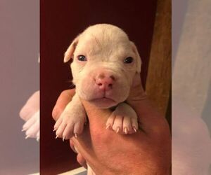 American Bulldog Puppy for sale in NEW DURHAM, NH, USA