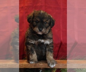 Aussiedoodle Miniature  Puppy for sale in MENDON, MI, USA