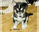 Small Photo #19 Siberian Husky Puppy For Sale in WASHBURN, WI, USA