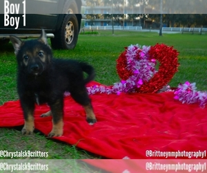 German Shepherd Dog-Siberian Husky Mix Puppy for sale in MULBERRY, FL, USA