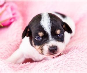 Medium Fox Terrier (Smooth)-Fox Terrier (Toy) Mix