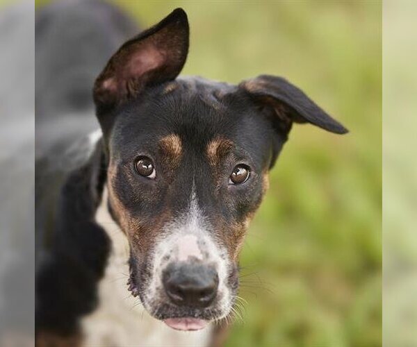 Medium Photo #1 Bull Terrier-Labrador Retriever Mix Puppy For Sale in Rosenberg, TX, USA