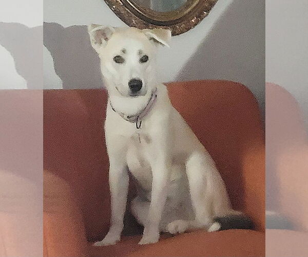 Medium Photo #3 Huskies -Unknown Mix Puppy For Sale in Genesee, WI, USA