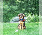 Small #1 Australian Shepherd Mix