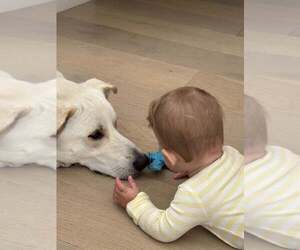 Labrenees Dogs for adoption in Bountiful, UT, USA