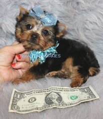 Yorkshire Terrier Puppy for sale in ABILENE, TX, USA