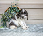 Small #2 Cocker Spaniel