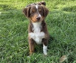 Puppy Ruby Miniature Australian Shepherd