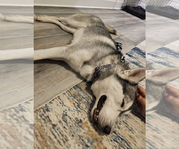 Medium Photo #2 Huskies -Unknown Mix Puppy For Sale in McKinney, TX, USA