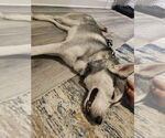 Small #1 Huskies  Mix