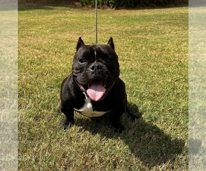 American Bully Puppy for sale in COVINGTON, GA, USA