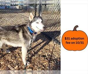 Siberian Husky Dogs for adoption in Santa Cruz, CA, USA
