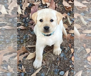 Labrador Retriever Puppy for sale in INDIAN TRAIL, NC, USA