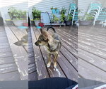 Small #4 Chihuahua Mix