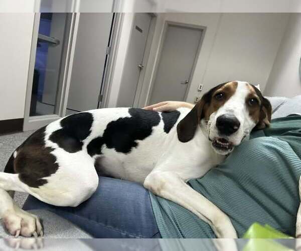 Medium Photo #2 Mutt Puppy For Sale in North Myrtle Beach, SC, USA