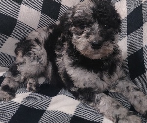 Poodle (Standard) Puppy for Sale in COUCH, Missouri USA