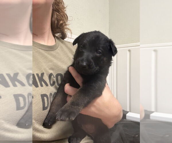 Medium Photo #1 Mutt Puppy For Sale in Imlay City, MI, USA