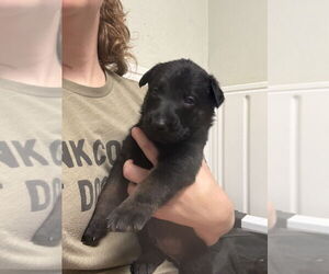 Mutt Dogs for adoption in Imlay City, MI, USA