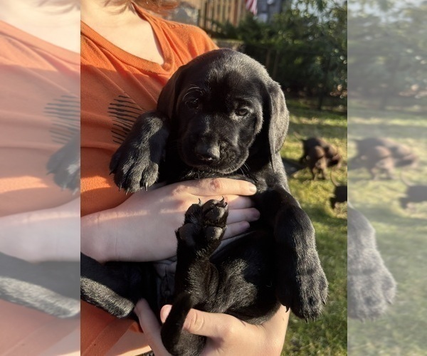 Medium Photo #27 German Shorthaired Lab Puppy For Sale in TACOMA, WA, USA