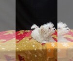 Saint - Male Maltipoo (Miniature) Puppy for Sale - Photo #4