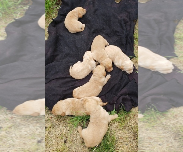 Medium Photo #5 Labrador Retriever Puppy For Sale in OLYMPIA, WA, USA