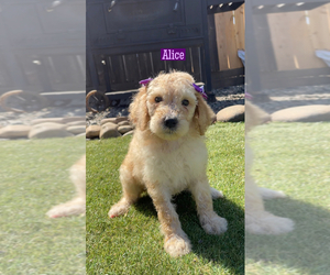 Poodle (Standard) Puppy for sale in EXETER, CA, USA