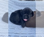 Small Photo #1 Labrador Retriever Puppy For Sale in ARLINGTON, VA, USA