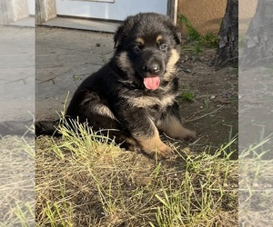 German Shepherd Dog Puppy for sale in KIT CARSON, CO, USA