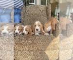Small Photo #17 Basset Hound Puppy For Sale in ORLAND, CA, USA