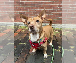 Medium Chihuahua Mix